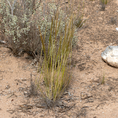 Austrostipa nitida
