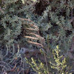 Austrostipa acrociliata