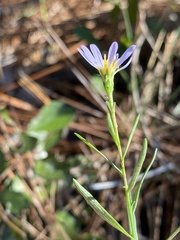 Symphyotrichum dumosum