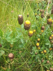 Trifolium spadiceum