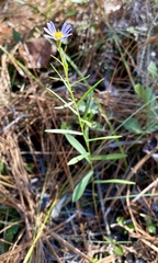 Symphyotrichum dumosum