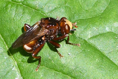 Sicus ferrugineus