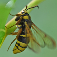 Sesia apiformis