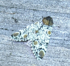 Harrisimemna trisignata