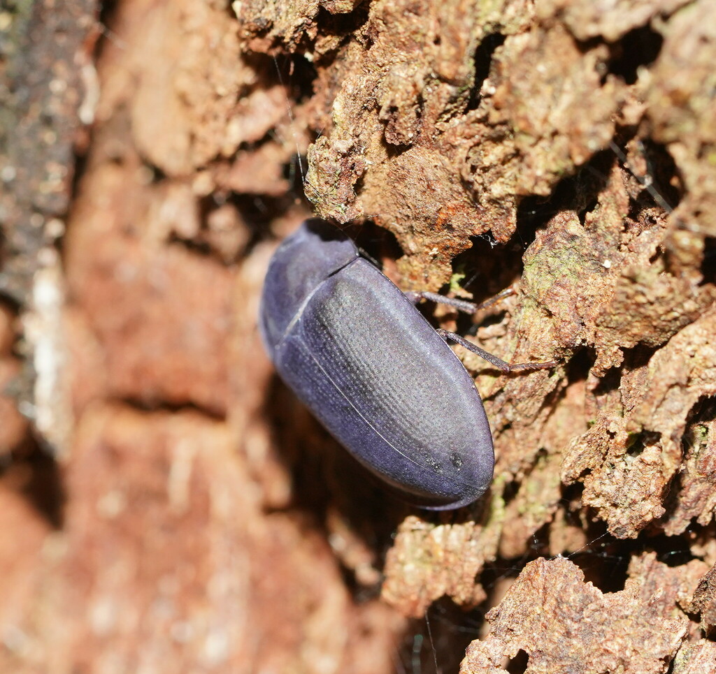 blue piedish beetles from Monbulk VIC 3793, Australia on December 31