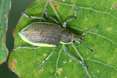 Chlorophanus viridis