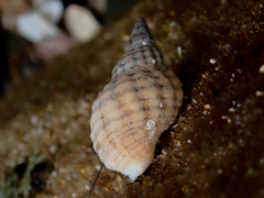 Clibanarius virescens