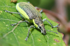Chlorophanus viridis