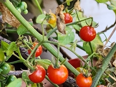 Solanum lycopersicum cerasiforme