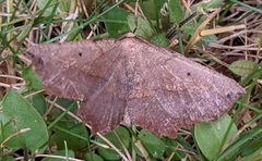 Euchlaena marginaria