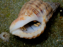 Clibanarius virescens