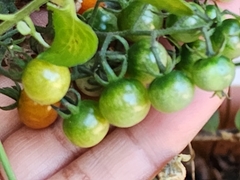 Solanum lycopersicum cerasiforme