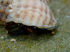 Clibanarius virescens