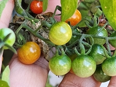 Solanum lycopersicum cerasiforme