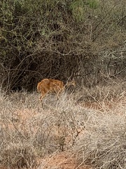 Tragelaphus sylvaticus