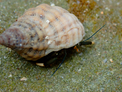 Clibanarius virescens