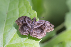 Helias phalaenoides
