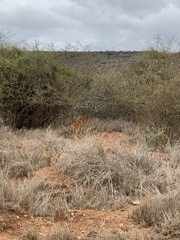 Tragelaphus sylvaticus