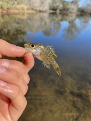 Lepomis gulosus