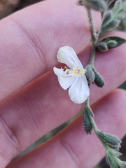 Henrya insularis