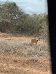 Tragelaphus sylvaticus