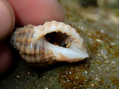 Clibanarius virescens