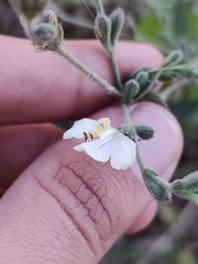 Henrya insularis