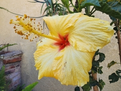 Hibiscus