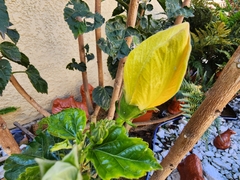 Hibiscus