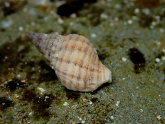 Clibanarius virescens