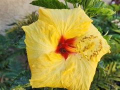 Hibiscus