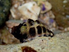 Tenguella marginalba