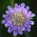 Knautia arvensis - Photo (c) stella_miel,  זכויות יוצרים חלקיות (CC BY-NC), הועלה על ידי stella_miel