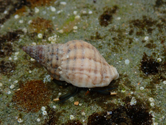 Clibanarius virescens