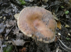 Lactarius subdulcis