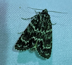 Acronicta fragilis