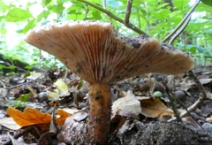 Lactarius subdulcis