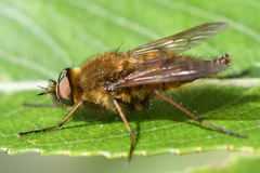 Thereva nobilitata