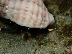 Clibanarius virescens