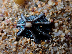 Patelloida latistrigata