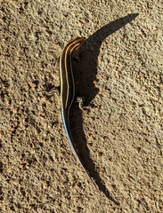 Trachylepis margaritifera