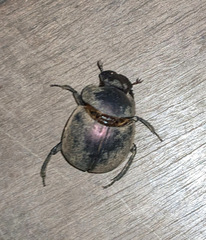 Chalconotus convexus
