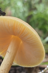 Pluteus leoninus