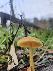 Pluteus leoninus
