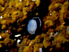 Siphonaria denticulata