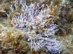 Amphiroa