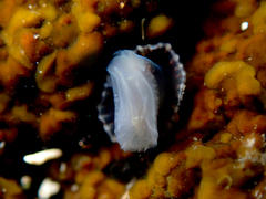 Siphonaria denticulata