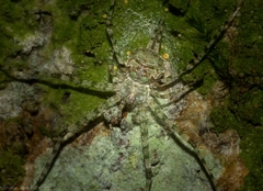 Tamopsis tweedensis
