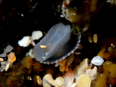 Siphonaria denticulata