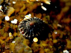 Siphonaria denticulata